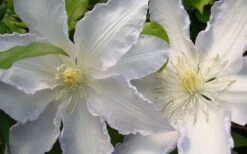 Gillian Blades Clematis - 1 Gallon Pot -Stylish Garden Plant Store clematis gillian blades 4