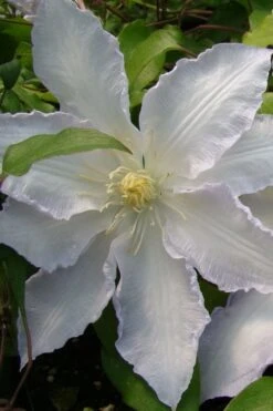 Gillian Blades Clematis - 1 Gallon Pot -Stylish Garden Plant Store clematis gillian blades 5
