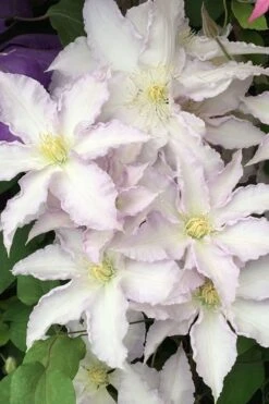Gillian Blades Clematis - 1 Gallon Pot -Stylish Garden Plant Store clematis gillian blades 500x750 1
