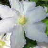 Gillian Blades Clematis - 1 Gallon Pot -Stylish Garden Plant Store clematis gillian blades 7