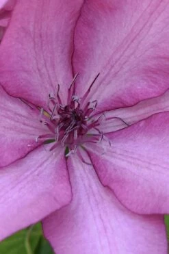 Giselle Clematis - 1 Gallon Pot -Stylish Garden Plant Store clematis giselle 10