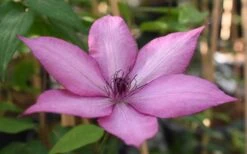 Giselle Clematis - 1 Gallon Pot -Stylish Garden Plant Store clematis giselle 11
