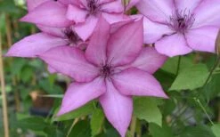 Giselle Clematis - 1 Gallon Pot -Stylish Garden Plant Store clematis giselle 12