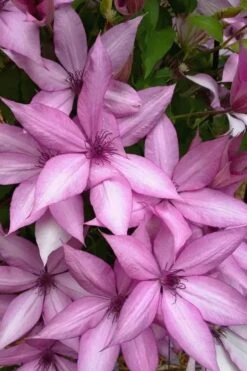 Giselle Clematis - 1 Gallon Pot -Stylish Garden Plant Store clematis giselle 13
