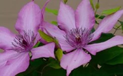 Giselle Clematis - 1 Gallon Pot -Stylish Garden Plant Store clematis giselle 7