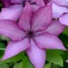 Giselle Clematis - 1 Gallon Pot -Stylish Garden Plant Store clematis giselle 9