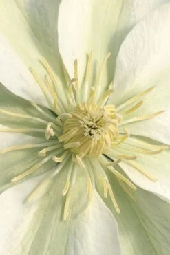 Guernsey Cream Clematis - 1 Gallon Pot -Stylish Garden Plant Store clematis guernsey cream 1