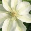 Guernsey Cream Clematis - 1 Gallon Pot -Stylish Garden Plant Store clematis guernsey cream 2