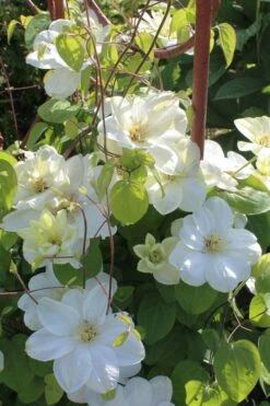 Guernsey Cream Clematis - 1 Gallon Pot -Stylish Garden Plant Store clematis guernsey cream 3