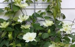 Guernsey Cream Clematis - 1 Gallon Pot -Stylish Garden Plant Store clematis guernsey cream 4