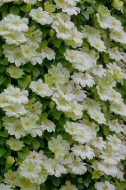 Guernsey Cream Clematis - 1 Gallon Pot -Stylish Garden Plant Store clematis guernsey cream 5