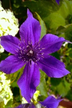 Guiding Promise Clematis - 1 Gallon Pot -Stylish Garden Plant Store clematis guiding promise 1