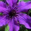 Guiding Promise Clematis - 1 Gallon Pot -Stylish Garden Plant Store clematis guiding promise 4