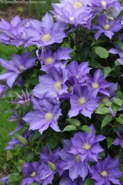 H. F. Young Clematis - 1 Gallon Pot -Stylish Garden Plant Store clematis h f young 13