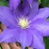 H. F. Young Clematis - 3 Gallon Pot -Stylish Garden Plant Store clematis h f young 17 1