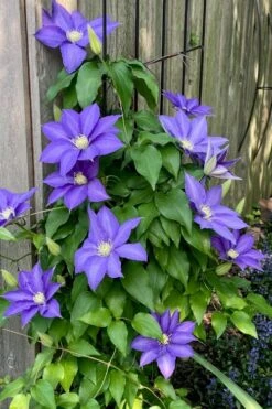 H. F. Young Clematis - 1 Gallon Pot -Stylish Garden Plant Store clematis h f young 5