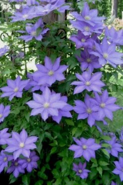 H. F. Young Clematis - 3 Gallon Pot -Stylish Garden Plant Store clematis h f young 9 1
