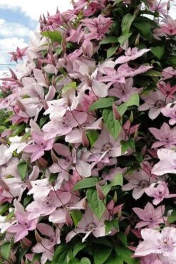 Hagley Hybrid Clematis - 1 Gallon Pot -Stylish Garden Plant Store clematis hagley hybrid 11