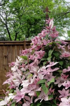 Hagley Hybrid Clematis - 1 Gallon Pot -Stylish Garden Plant Store clematis hagley hybrid 12