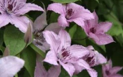 Hagley Hybrid Clematis - 1 Gallon Pot -Stylish Garden Plant Store clematis hagley hybrid 13