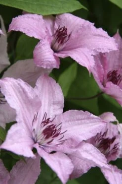 Hagley Hybrid Clematis - 1 Gallon Pot -Stylish Garden Plant Store clematis hagley hybrid 14
