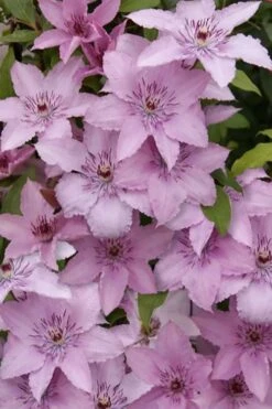 Hagley Hybrid Clematis - 1 Gallon Pot -Stylish Garden Plant Store clematis hagley hybrid 15