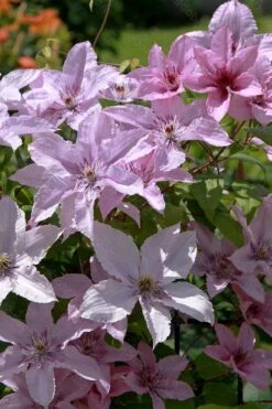 Hagley Hybrid Clematis - 1 Gallon Pot -Stylish Garden Plant Store clematis hagley hybrid 18
