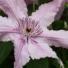 Hagley Hybrid Clematis - 1 Gallon Pot -Stylish Garden Plant Store clematis hagley hybrid 20