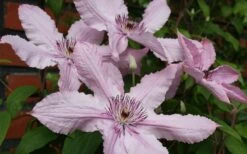 Hagley Hybrid Clematis - 1 Gallon Pot -Stylish Garden Plant Store clematis hagley hybrid 21