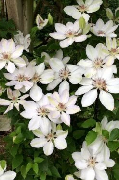 Henryi Clematis - 1 Gallon Pot -Stylish Garden Plant Store clematis henryi 2