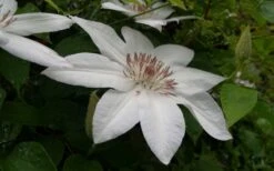 Henryi Clematis - 1 Gallon Pot -Stylish Garden Plant Store clematis henryi 3
