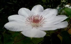 Henryi Clematis - 1 Gallon Pot -Stylish Garden Plant Store clematis henryi 4