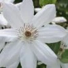 Henryi Clematis - 1 Gallon Pot -Stylish Garden Plant Store clematis henryi 5