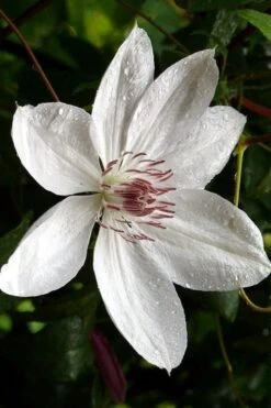 Henryi Clematis - 1 Gallon Pot -Stylish Garden Plant Store clematis henryi 6