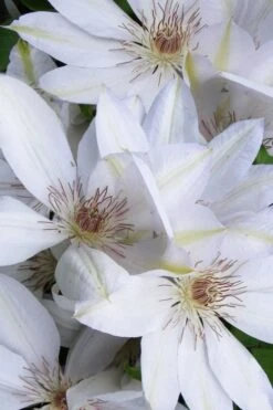 Henryi Clematis - 1 Gallon Pot -Stylish Garden Plant Store clematis henryi 7