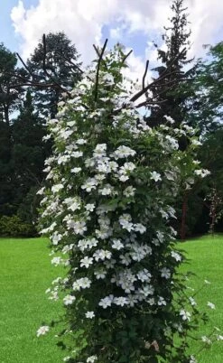 Huldine Clematis - 1 Gallon Pot -Stylish Garden Plant Store clematis huldine 1