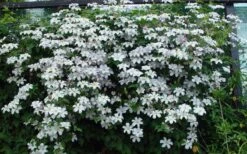 Huldine Clematis - 1 Gallon Pot -Stylish Garden Plant Store clematis huldine 11