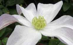 Huldine Clematis - 1 Gallon Pot -Stylish Garden Plant Store clematis huldine 3