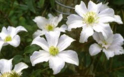 Huldine Clematis - 1 Gallon Pot -Stylish Garden Plant Store clematis huldine 6