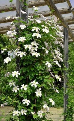 Huldine Clematis - 1 Gallon Pot -Stylish Garden Plant Store clematis huldine 7jpg