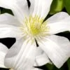 Huldine Clematis - 1 Gallon Pot -Stylish Garden Plant Store clematis huldine 8