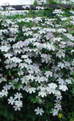 Huldine Clematis - 1 Gallon Pot -Stylish Garden Plant Store clematis huldine 9