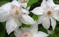 Hyde Hall Clematis - 1 Gallon Pot -Stylish Garden Plant Store clematis hyde hall 1