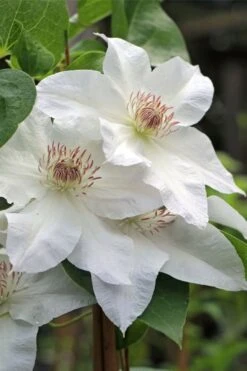 Hyde Hall Clematis - 1 Gallon Pot -Stylish Garden Plant Store clematis hyde hall 4