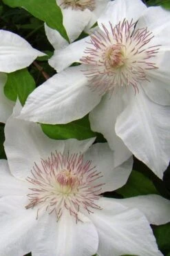 Hyde Hall Clematis - 1 Gallon Pot -Stylish Garden Plant Store clematis hyde hall 5