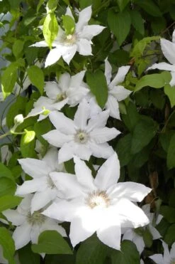 Hyde Hall Clematis - 1 Gallon Pot -Stylish Garden Plant Store clematis hyde hall 6