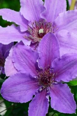 Ines Clematis - 1 Gallon Pot -Stylish Garden Plant Store clematis ines 3