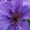 Ines Clematis - 1 Gallon Pot -Stylish Garden Plant Store clematis ines 5
