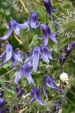 Clematis Integrifolia (Solitary Bush Clematis) - 1 Gallon Pot -Stylish Garden Plant Store clematis integrifolia soiltary bush clematis 4