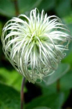 Clematis Integrifolia (Solitary Bush Clematis) - 1 Gallon Pot -Stylish Garden Plant Store clematis integrifolia soiltary bush clematis 6